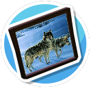 Snow Wolves 1