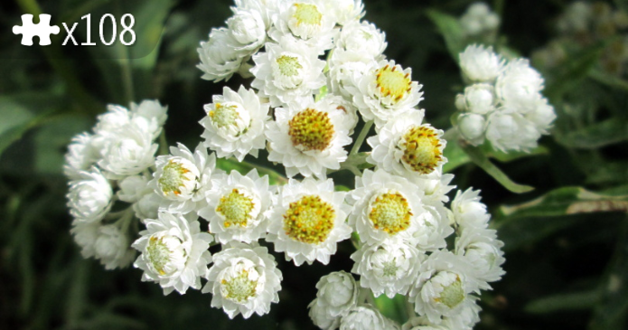 Pearly everlasting