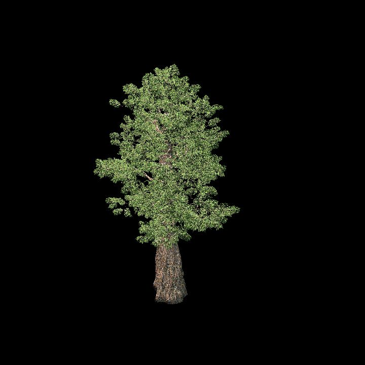 Sequoia2
