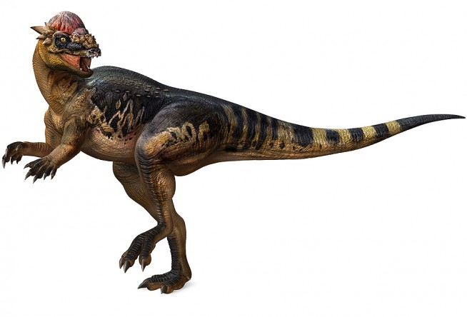 Pachycephalosaurus