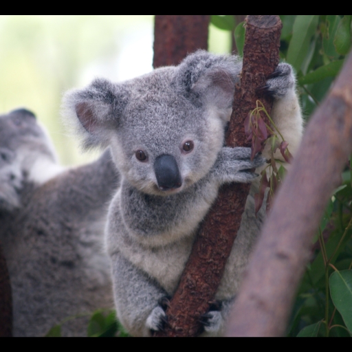 Koalas map