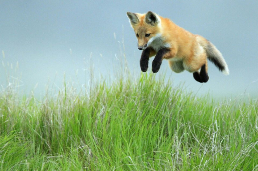Fox kit jumping