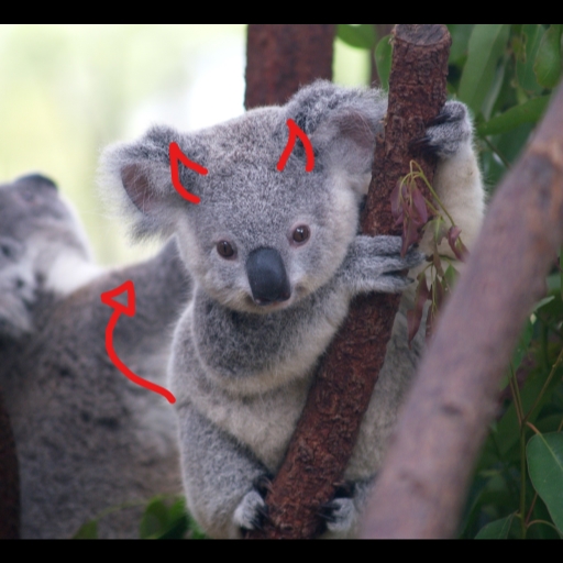 Koalas map hard Version