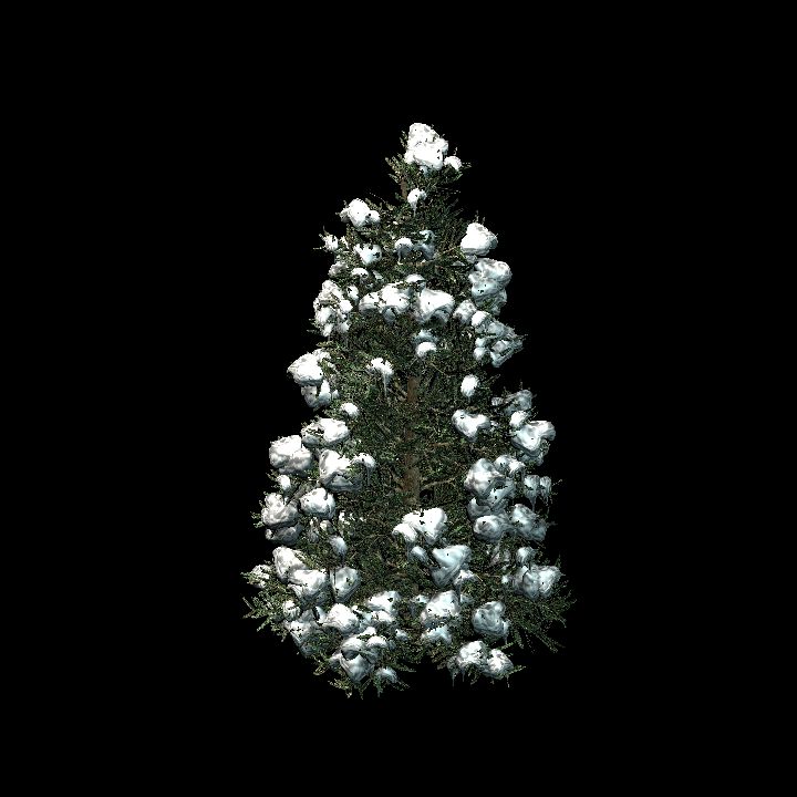 Nature, Tree, Fir, Snow 1