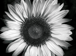 Flower -JF-
