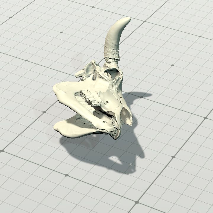 taurus_