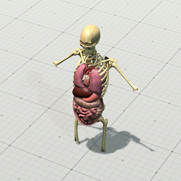human_organs
