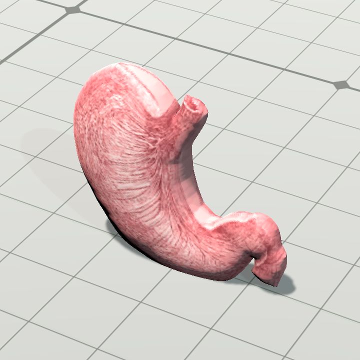 organ_lambung