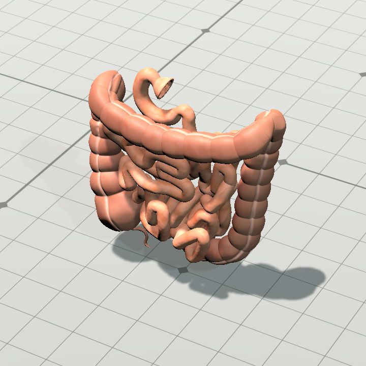 intestine