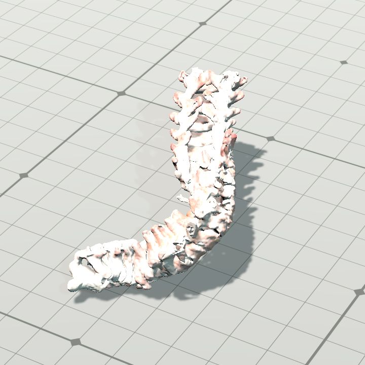 spine