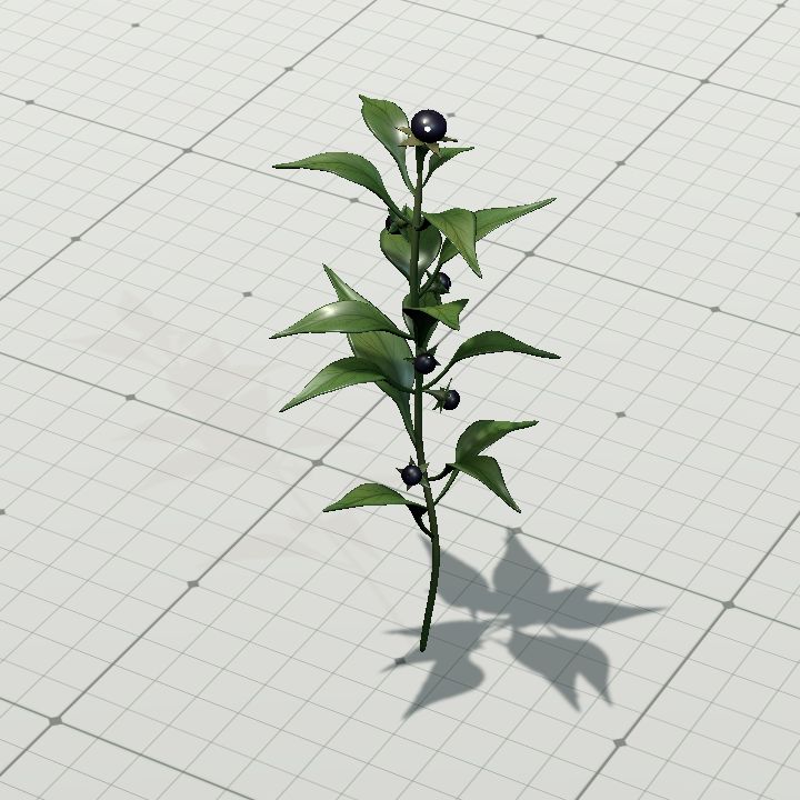atropa_belladonna
