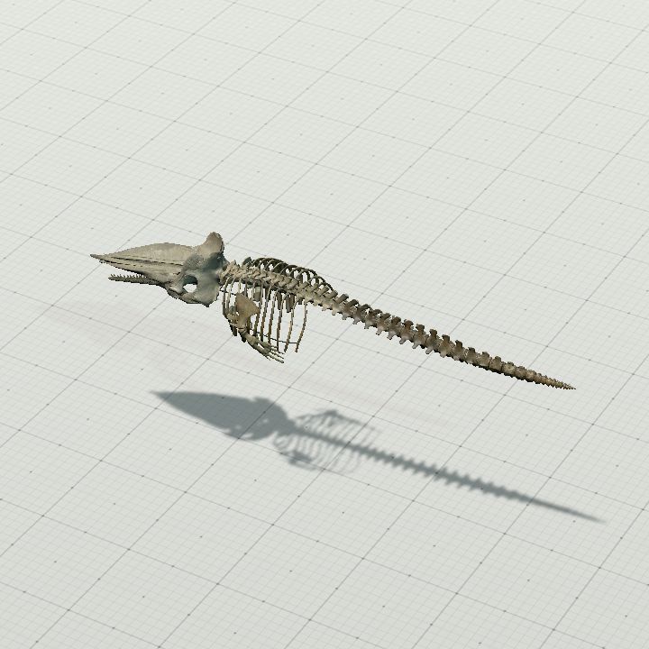 physeter_macrocephalus_skeleton