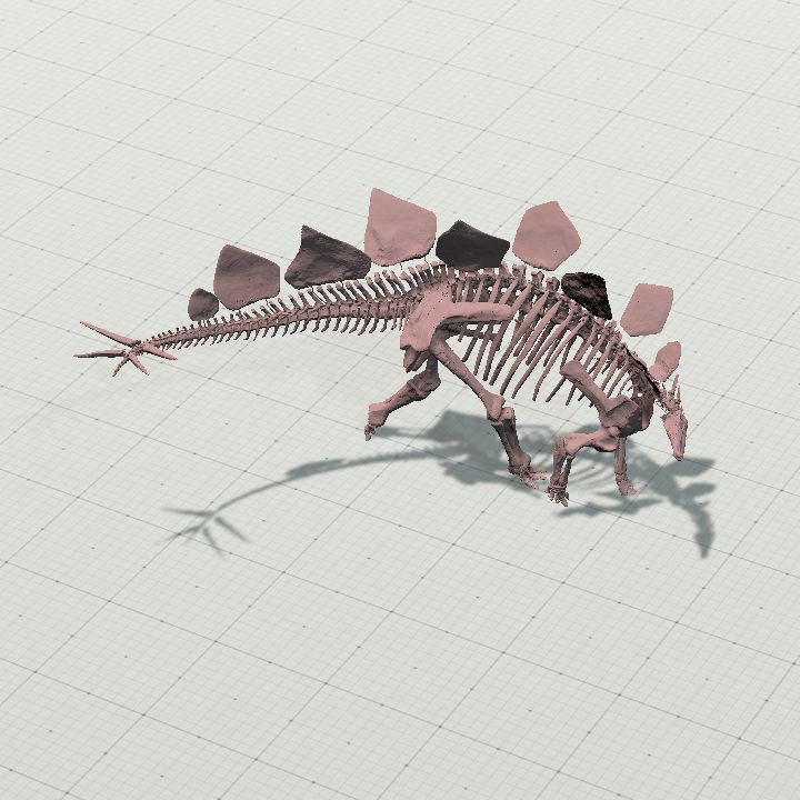 stegosaurus_skeleton