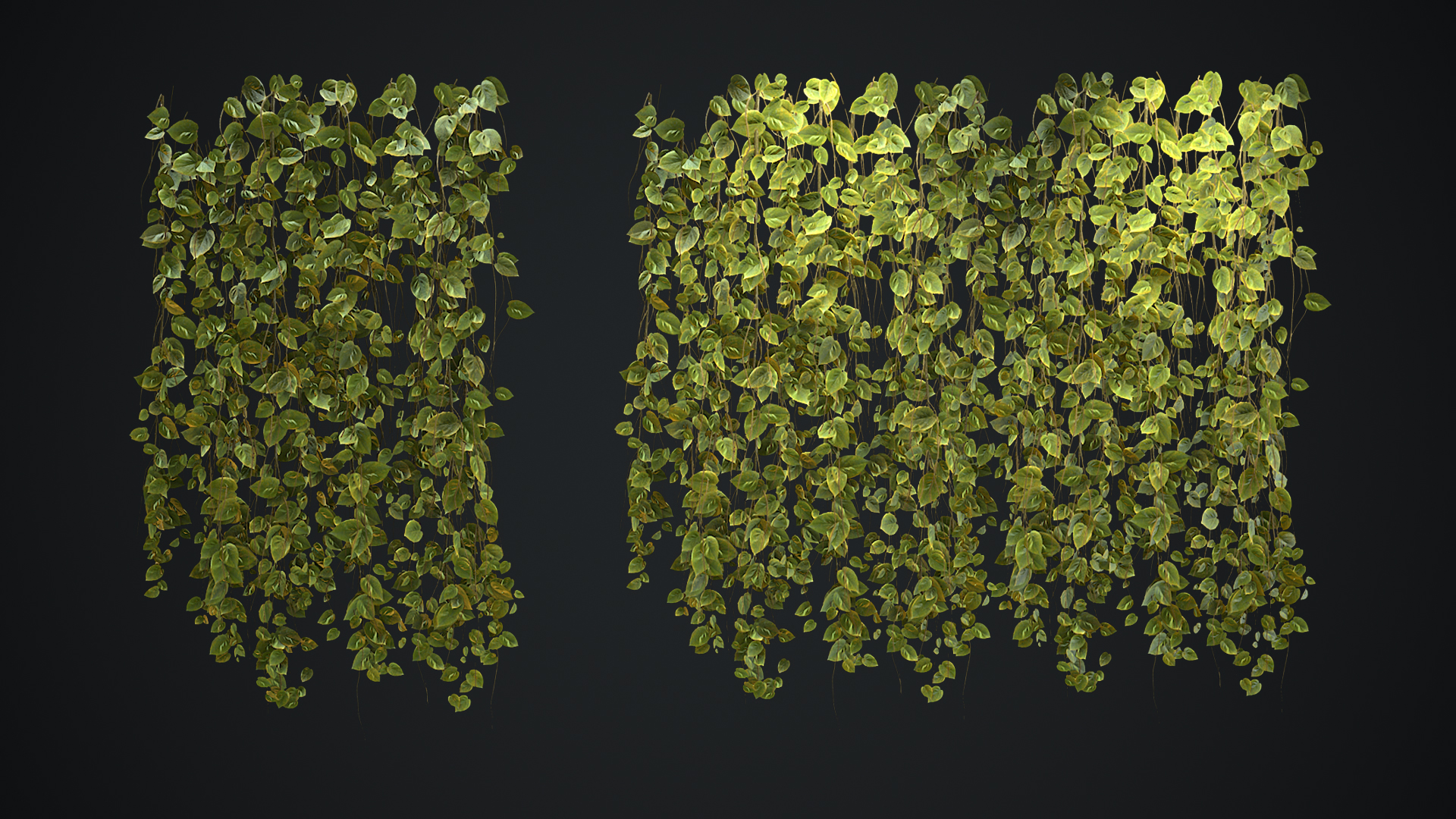 Jungle Ivy thumbnail 6