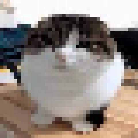 Wawa Cat Body – tModLoader Mod