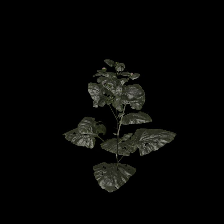 Nature, Plant, Greater Burdock 1