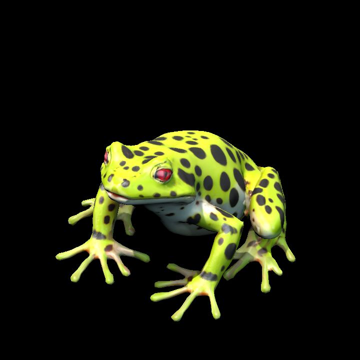 Frog 8