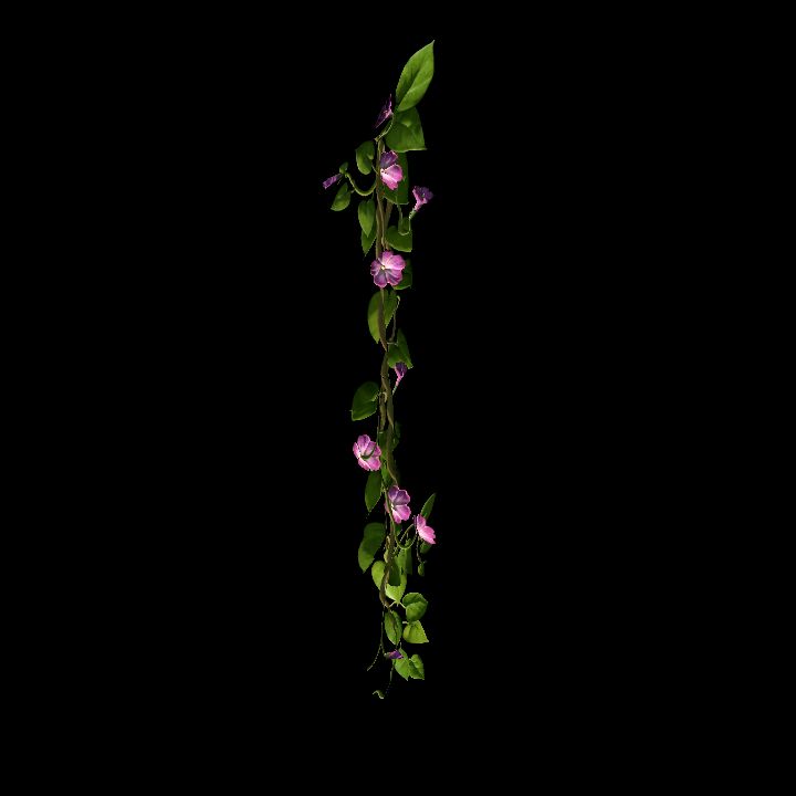 Vine_13