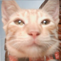 Tiago the cat