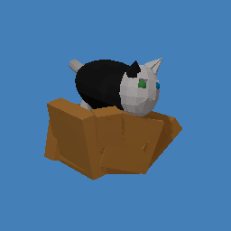 cat in a box