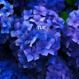 Flowers preview