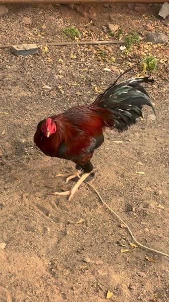Nicky_Farm