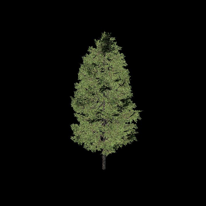 Nature, Tree 12