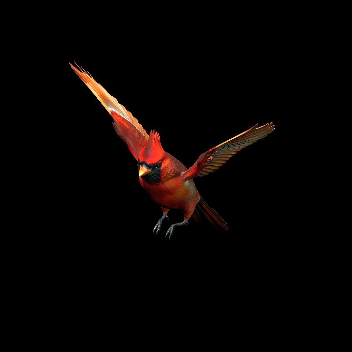 Northern Cardinal 3
