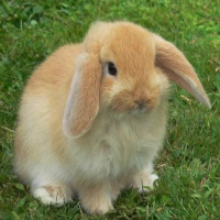 buny:)