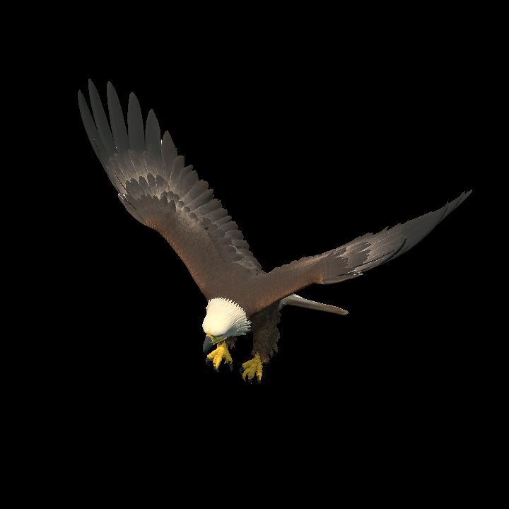 Eagle flying