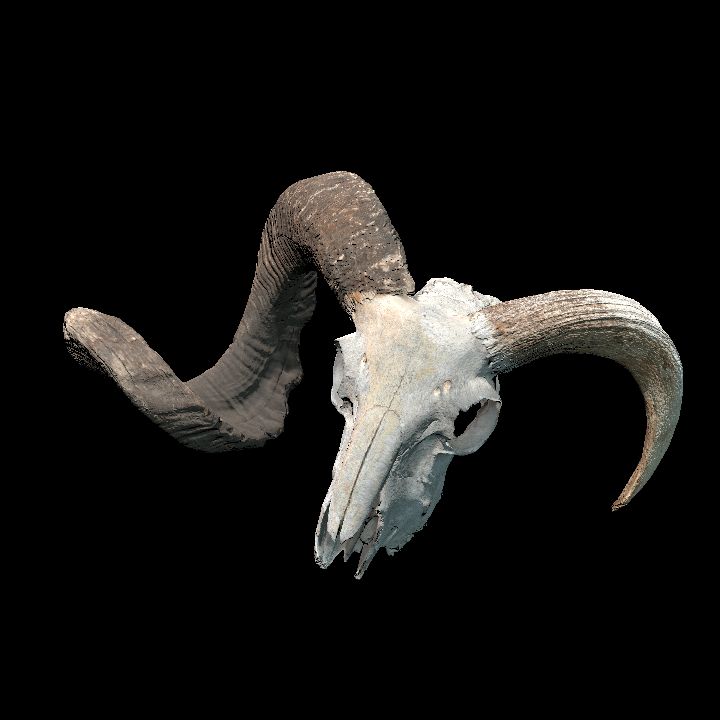 Animal, Skull, Ram 1