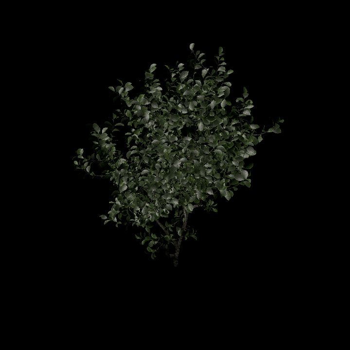 Nature, Plant, European Spindle 8