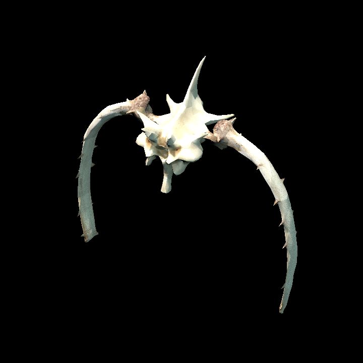 Rib Cage bone