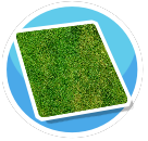 Carpet Grass