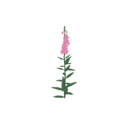 Foxgloves (Digitalis)