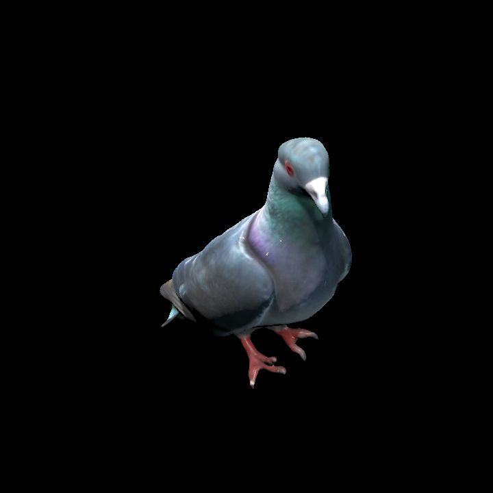 Brave Dave the pigeon