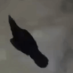 Crow car horn for crow sounds