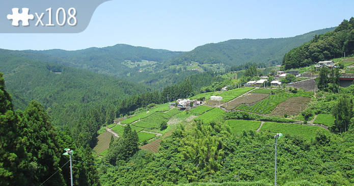 Tea Fields