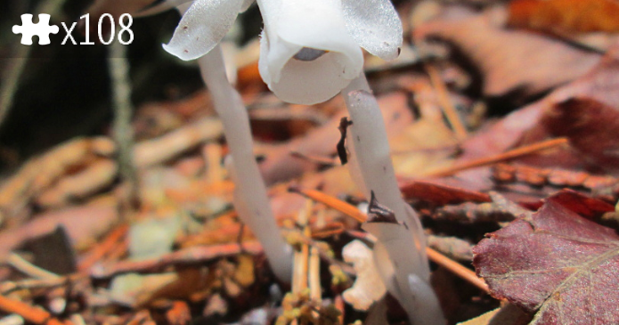 Monotropastrum