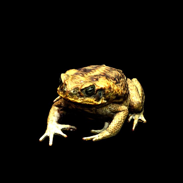 Common Toad