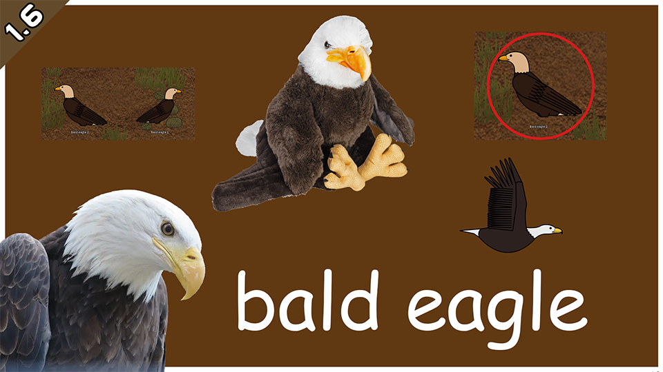 Bald eagle