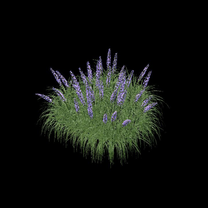 Flowering bush