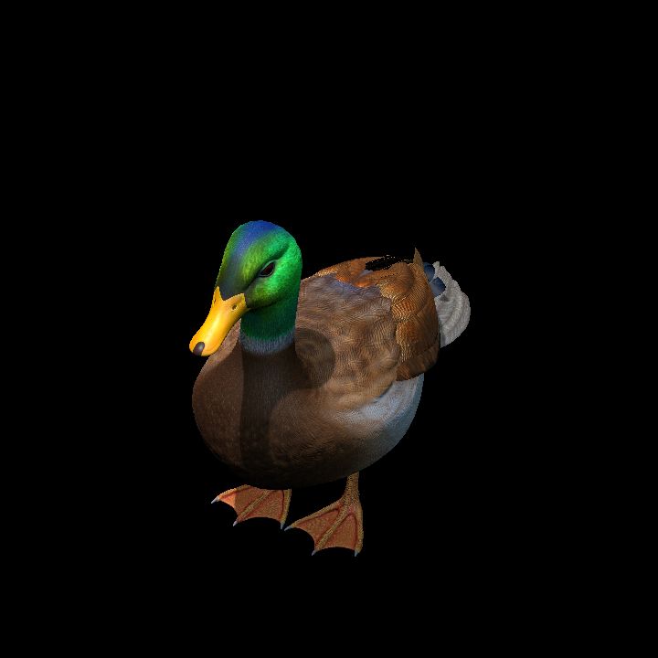 A Duck!