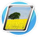 Yellow Field