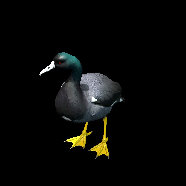 American Coot