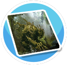 Sylvari