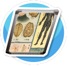 Medical history 2