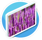 Picture - Purple