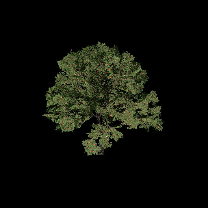 Nature, Tree 3